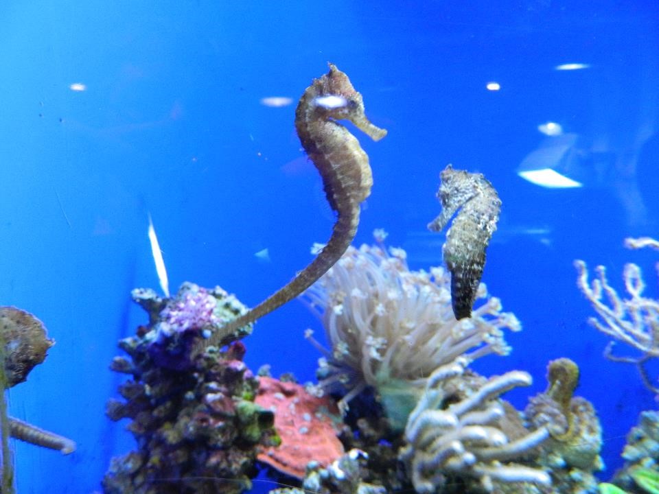 seahorses